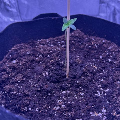 Lila Hilde growlog timeline photo