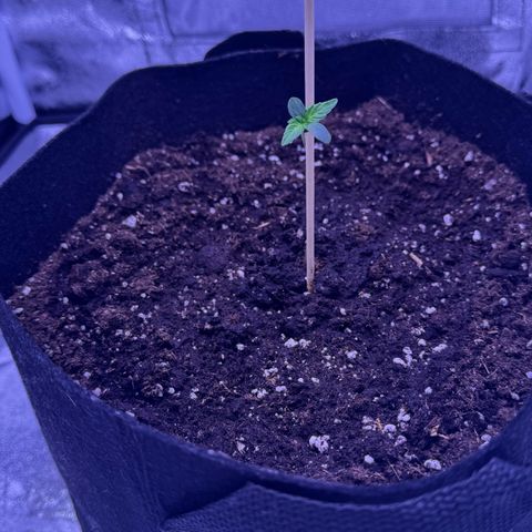 Lila Hilde growlog timeline photo
