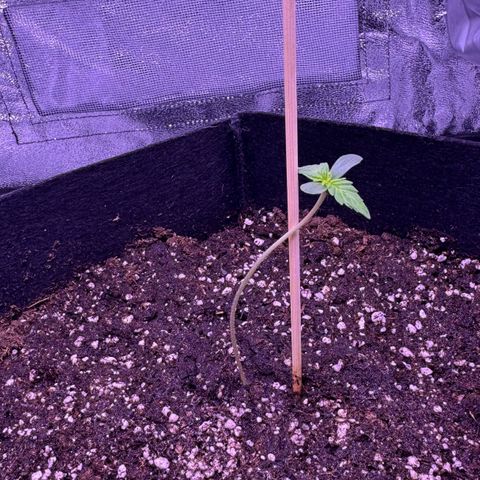 Lila Hilde growlog timeline photo