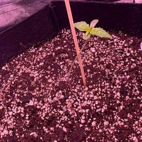 Lila Hilde growlog timeline photo