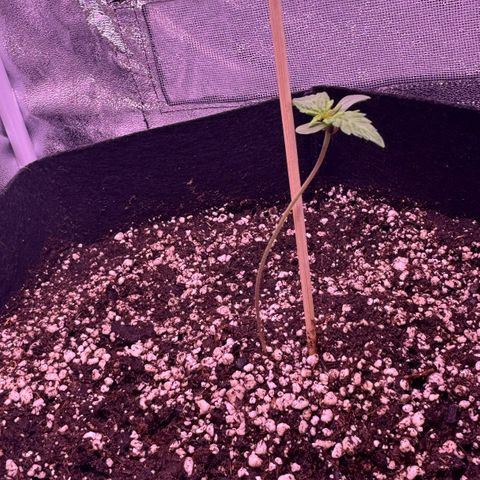 Lila Hilde growlog timeline photo