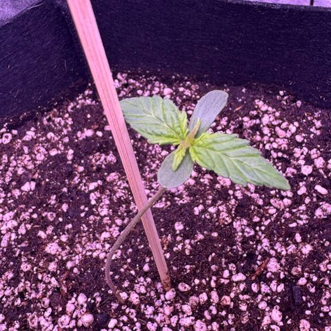 Lila Hilde growlog timeline photo