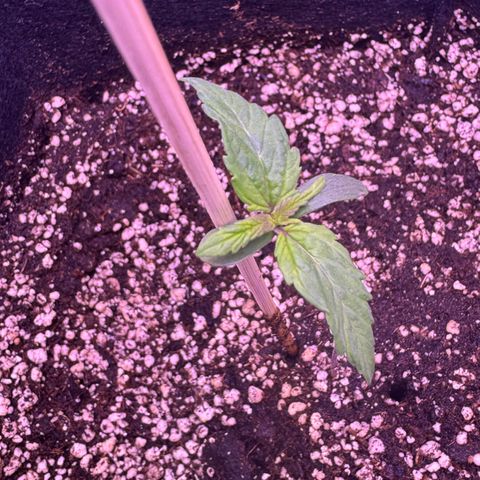 Lila Hilde growlog timeline photo