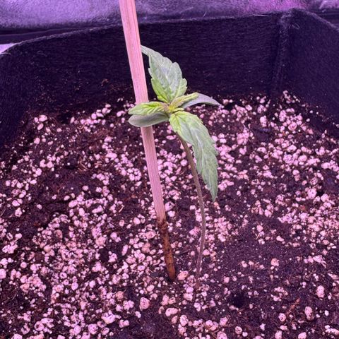 Lila Hilde growlog timeline photo