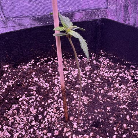 Lila Hilde growlog timeline photo
