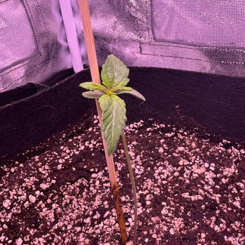 Lila Hilde growlog timeline photo