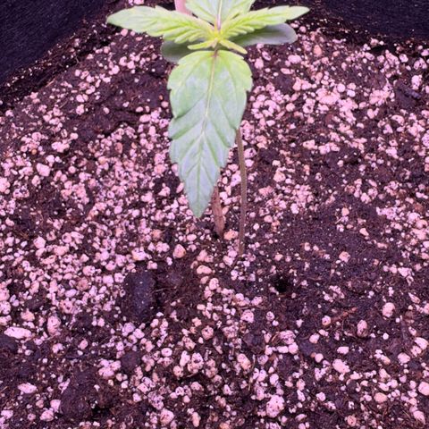 Lila Hilde growlog timeline photo