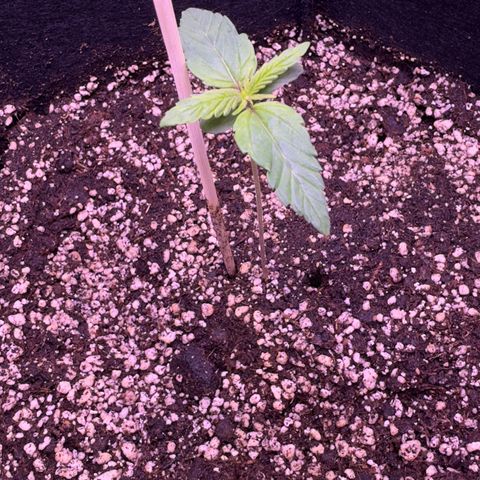 Lila Hilde growlog timeline photo