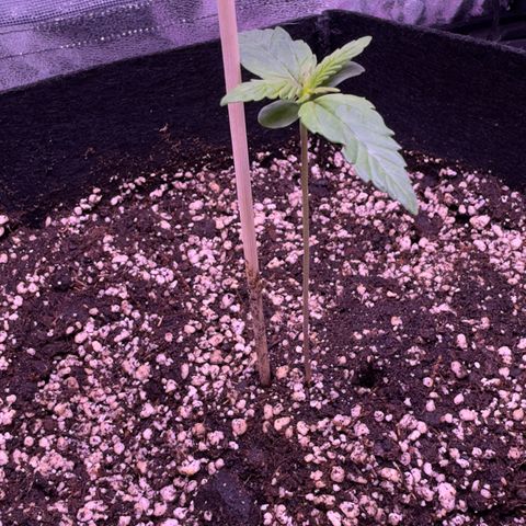 Lila Hilde growlog timeline photo