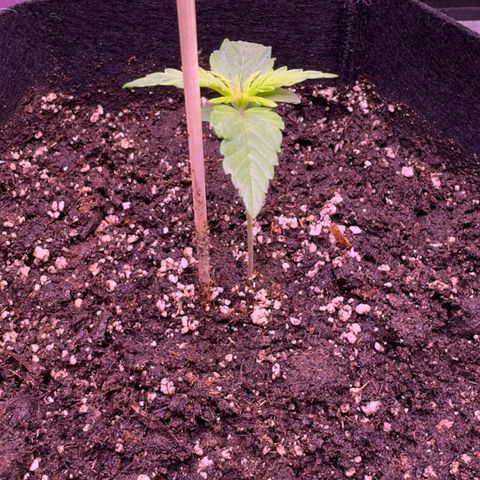 Lila Hilde growlog timeline photo