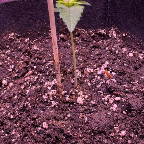 Lila Hilde growlog timeline photo