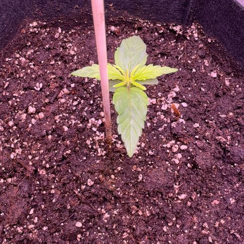 Lila Hilde growlog timeline photo