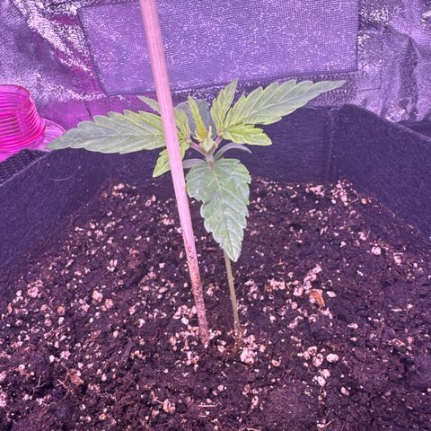 Lila Hilde growlog timeline photo