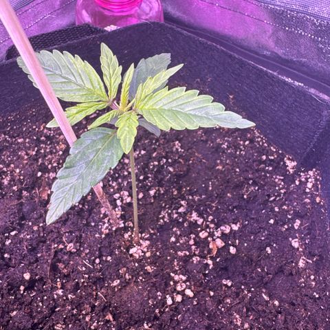 Lila Hilde growlog timeline photo
