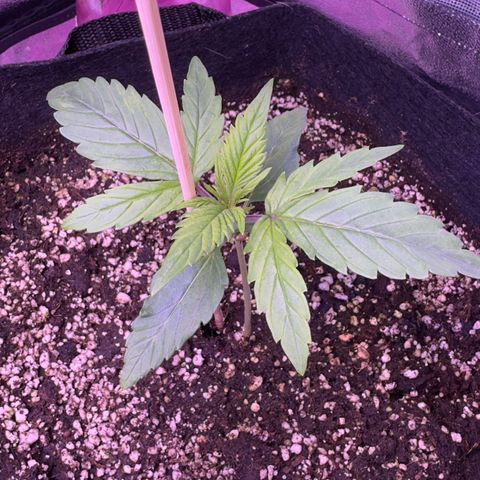 Lila Hilde growlog timeline photo