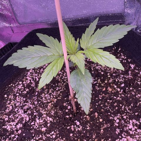 Lila Hilde growlog timeline photo