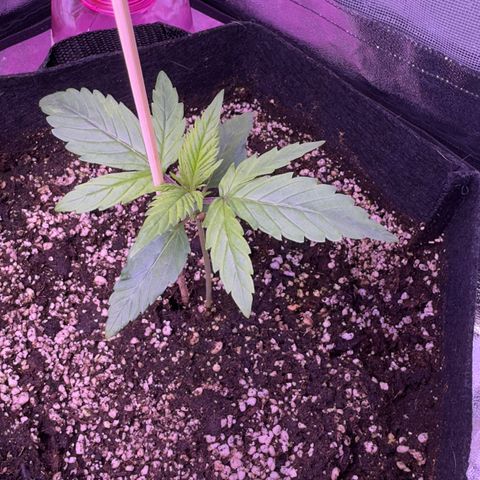 Lila Hilde growlog timeline photo