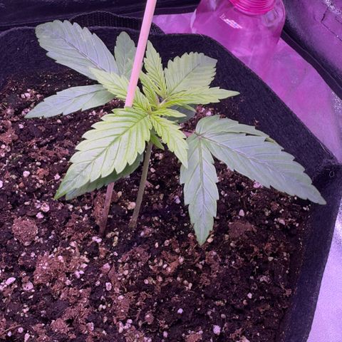Lila Hilde growlog timeline photo