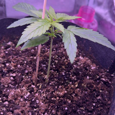 Lila Hilde growlog timeline photo