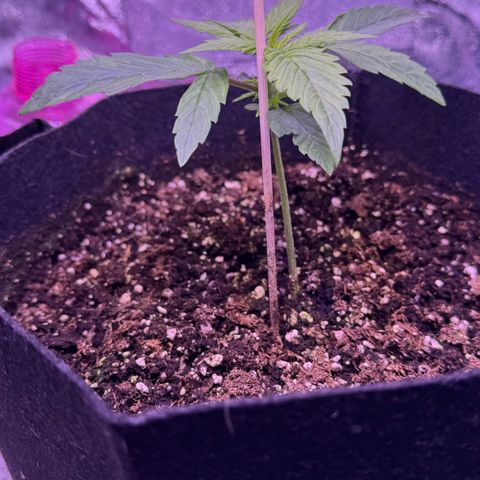 Lila Hilde growlog timeline photo