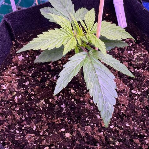 Lila Hilde growlog timeline photo