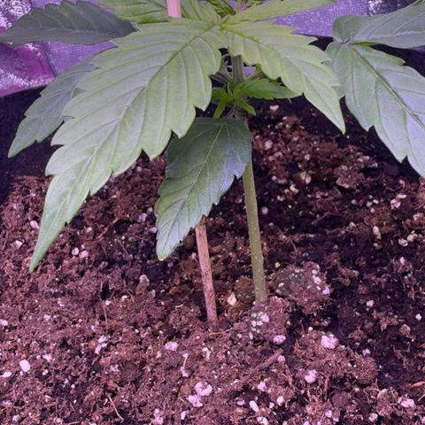 Lila Hilde growlog timeline photo