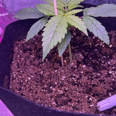 Lila Hilde growlog timeline photo