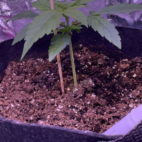 Lila Hilde growlog timeline photo