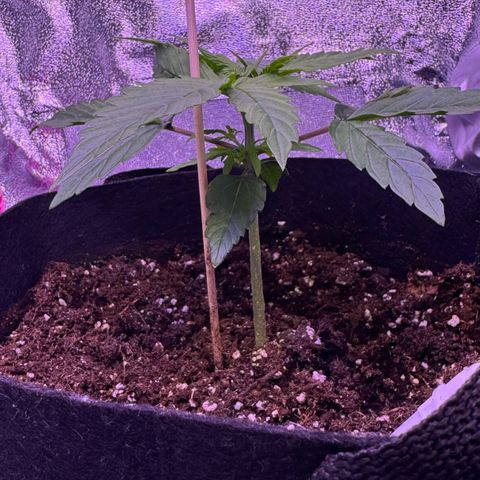Lila Hilde growlog timeline photo