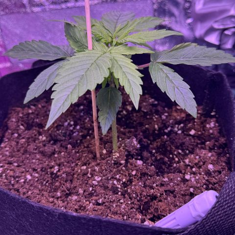 Lila Hilde growlog timeline photo