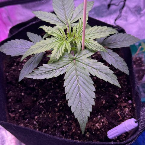 Lila Hilde growlog timeline photo