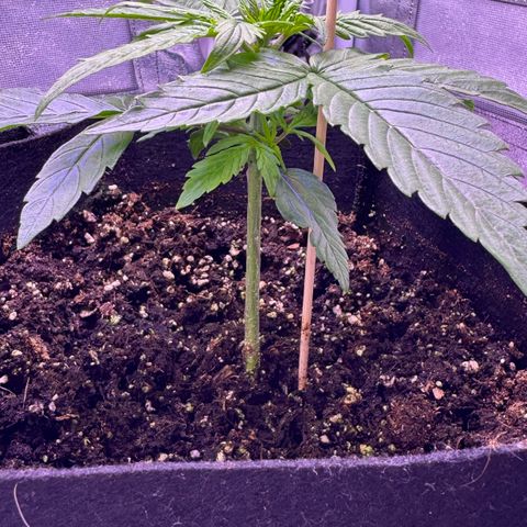 Lila Hilde growlog timeline photo