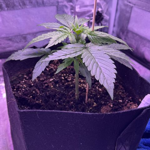 Lila Hilde growlog timeline photo