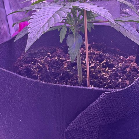 Lila Hilde growlog timeline photo