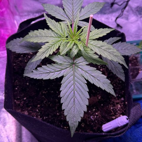Lila Hilde growlog timeline photo