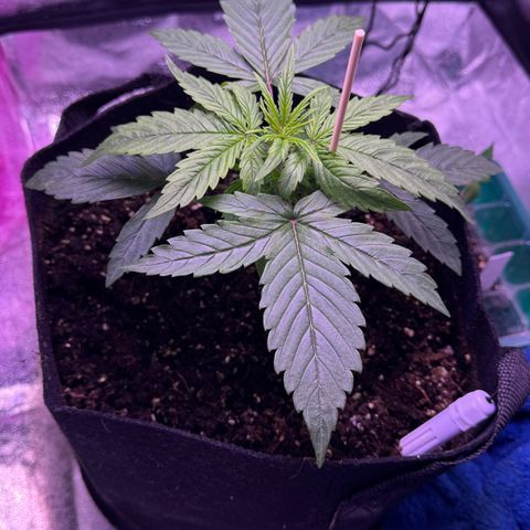 Lila Hilde growlog timeline photo