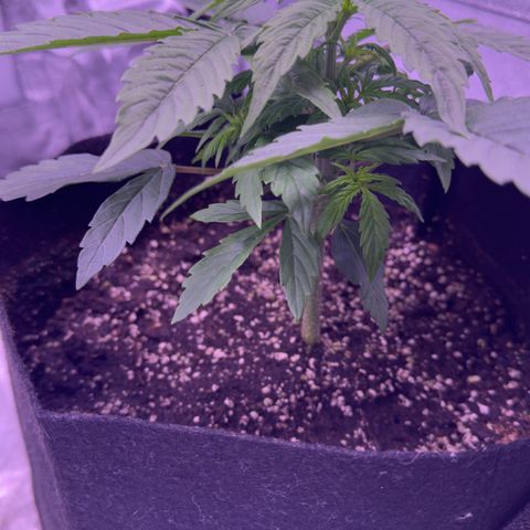 Lila Hilde growlog timeline photo