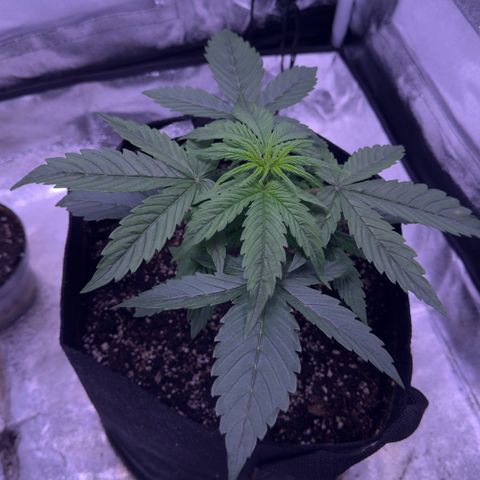Lila Hilde growlog timeline photo