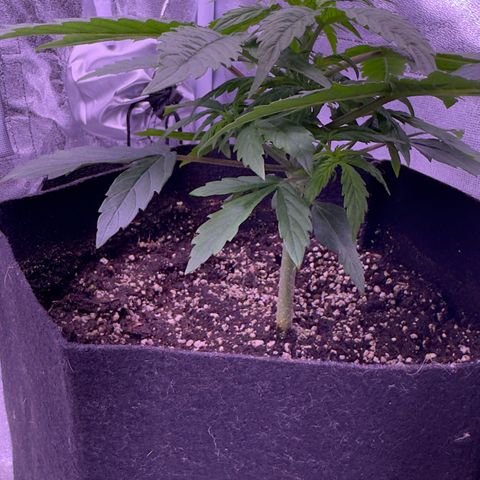 Lila Hilde growlog timeline photo