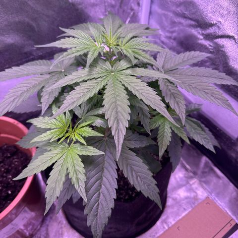 Lila Hilde growlog timeline photo