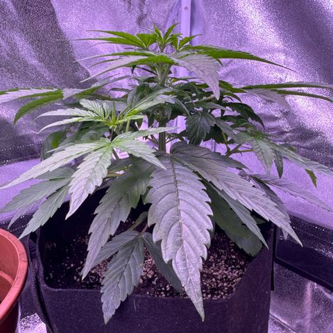 Lila Hilde growlog timeline photo