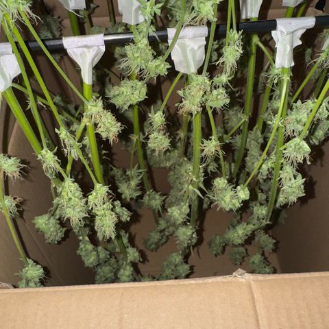 Lila Hilde growlog timeline photo