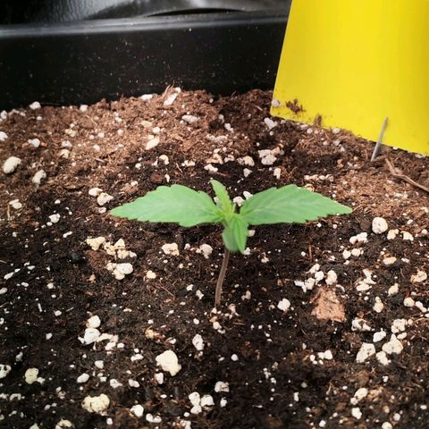 Orion #1 growlog timeline photo