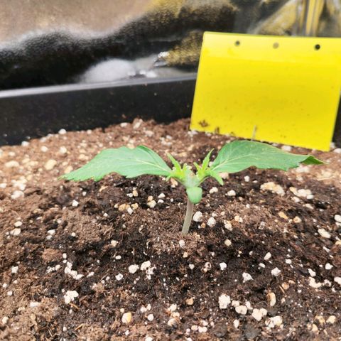 Orion #1 growlog timeline photo
