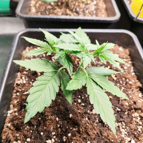 Orion #1 growlog timeline photo
