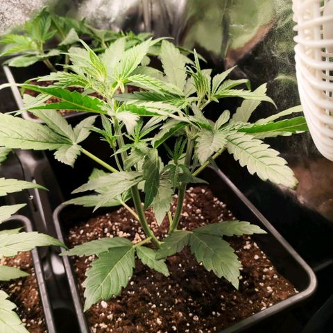 Orion #1 growlog timeline photo