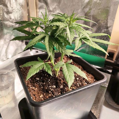 Orion #1 growlog timeline photo