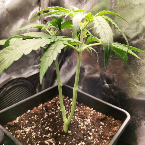 Orion #1 growlog timeline photo