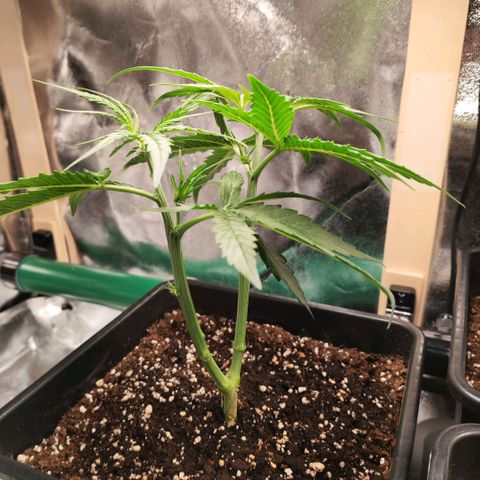 Orion #1 growlog timeline photo