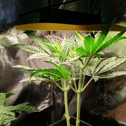 Orion #1 growlog timeline photo